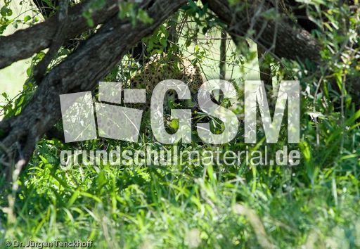 leopard (53 von 60).jpg